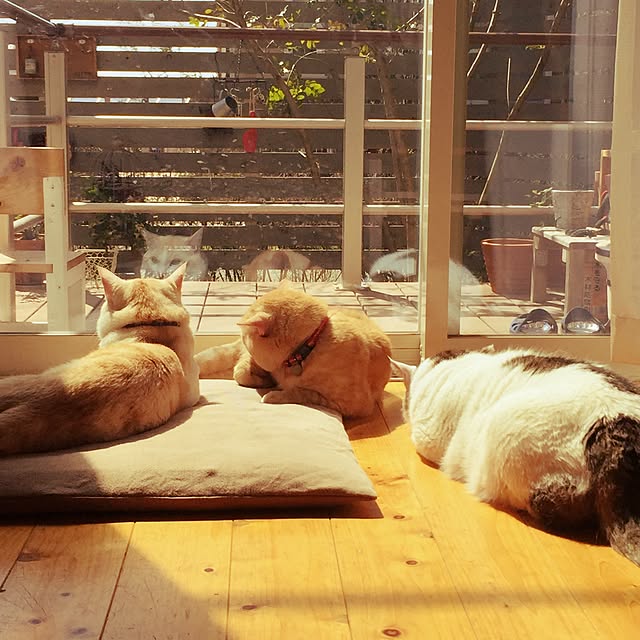 chiimalさんの実例写真