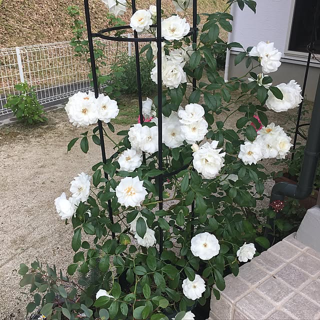 yukiさんの実例写真