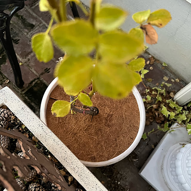 AYUKOさんの実例写真