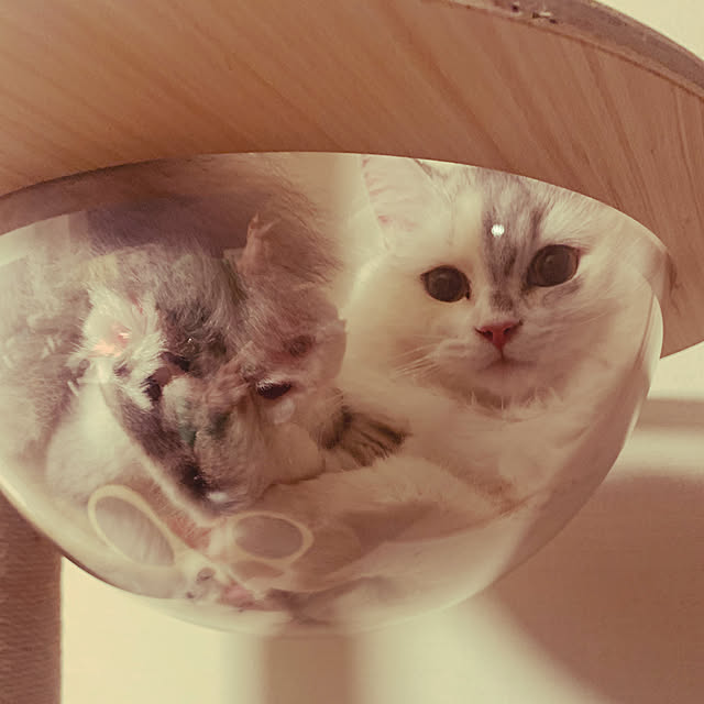 no.009さんの実例写真