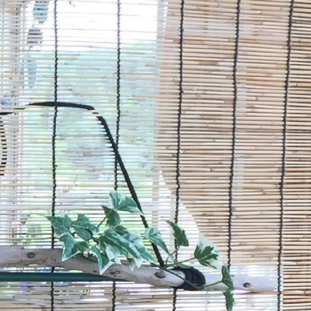 maakoさんの実例写真