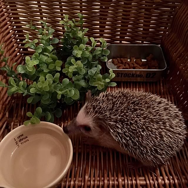 saokoさんの実例写真