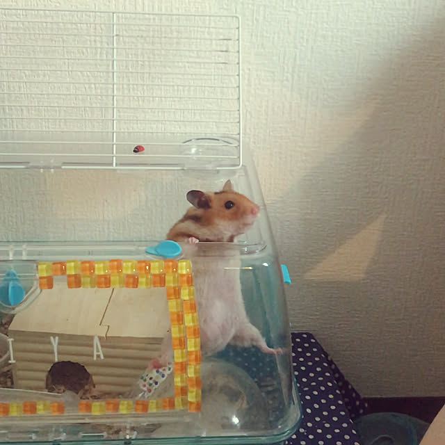 tanumaさんの実例写真