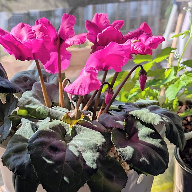 mi-saさんの実例写真