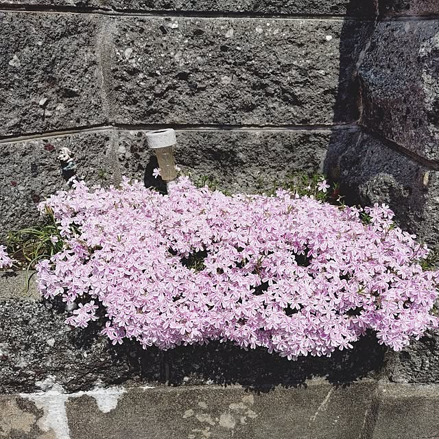 ameamekaasanさんの実例写真