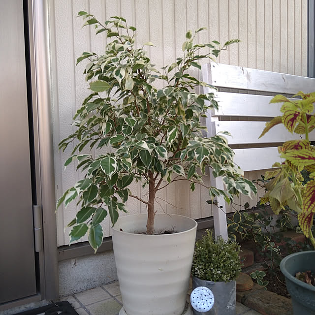 kohmarlさんの実例写真