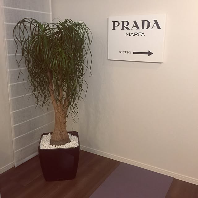 pomさんの実例写真