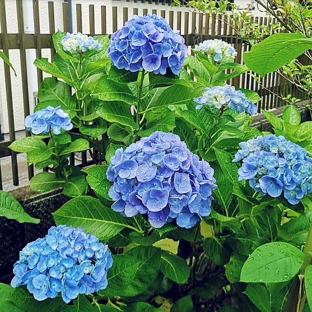 ku-garnet18さんの実例写真