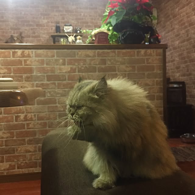 butachanさんの実例写真