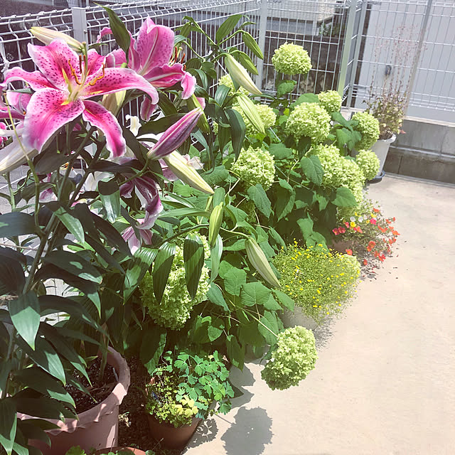 maiさんの実例写真