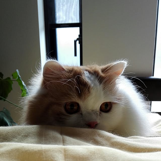 1ldksさんの実例写真