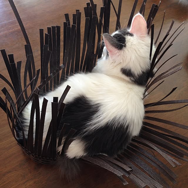 実例写真