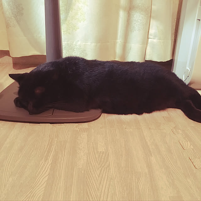 ベッド周り/賃貸/ねこ族/ねこと暮らす/猫大好き♡...などのインテリア実例 - 2018-09-24 21:47:57