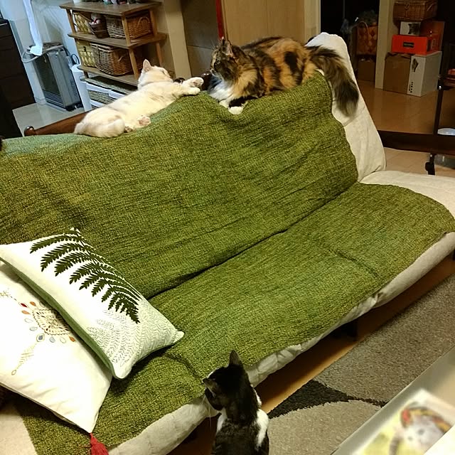 6catsさんの実例写真