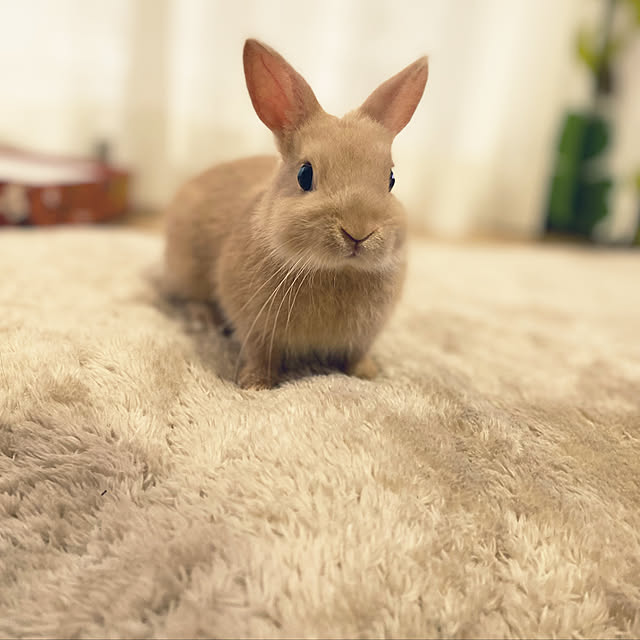 naoibuさんの実例写真