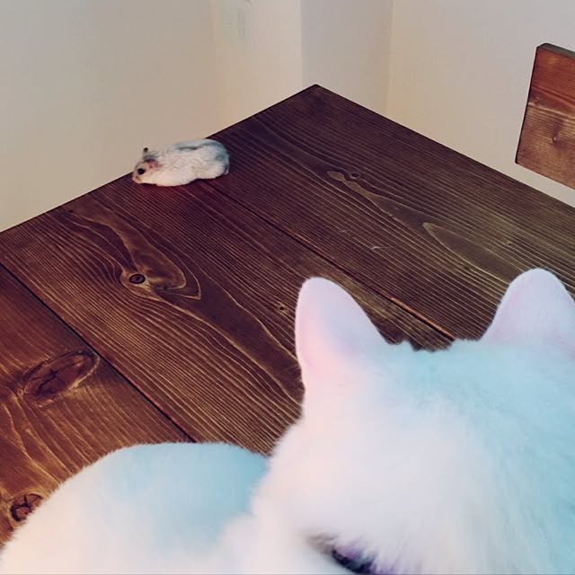 miSaさんの実例写真