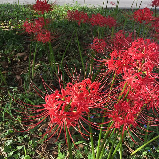 scabiosa1982さんの実例写真