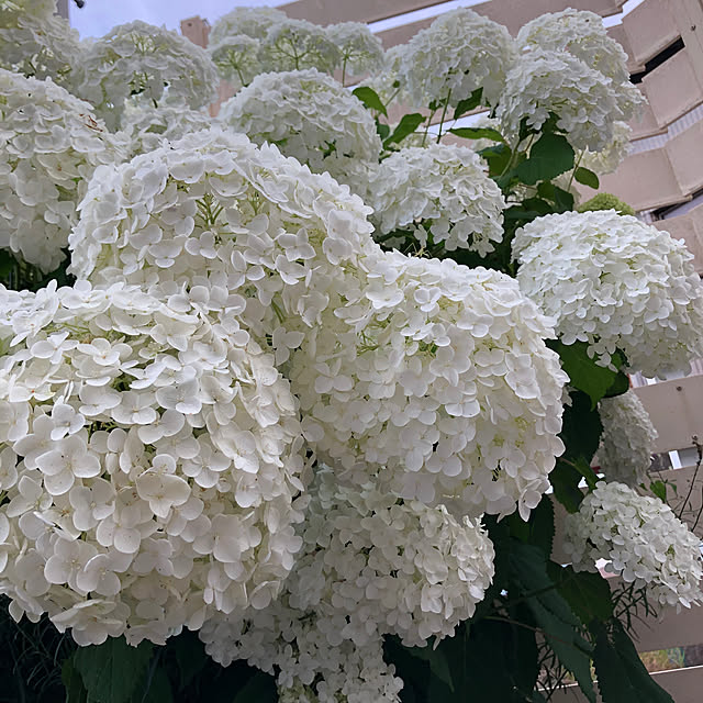 fuwalilyさんの部屋