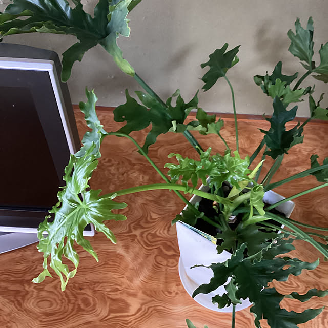 conatuさんの実例写真