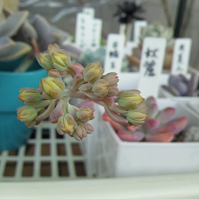 azさんの実例写真