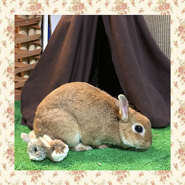 caorin.ozrinさんの実例写真