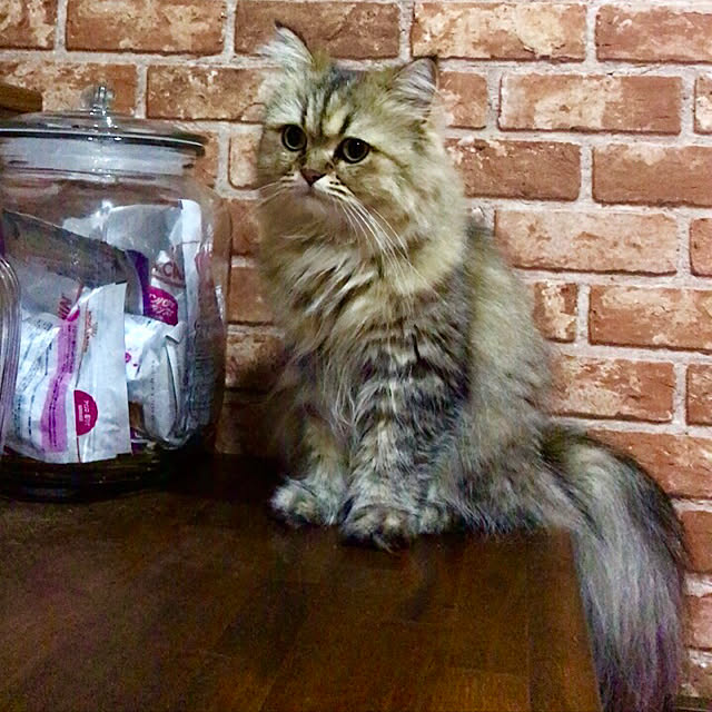 butachanさんの実例写真