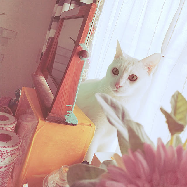 keikomokonさんの実例写真