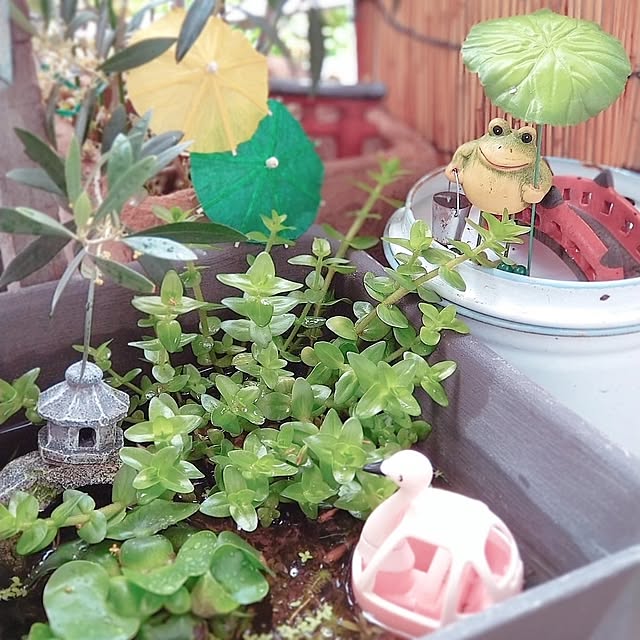 mikanさんの部屋