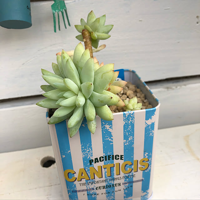 ckさんの実例写真