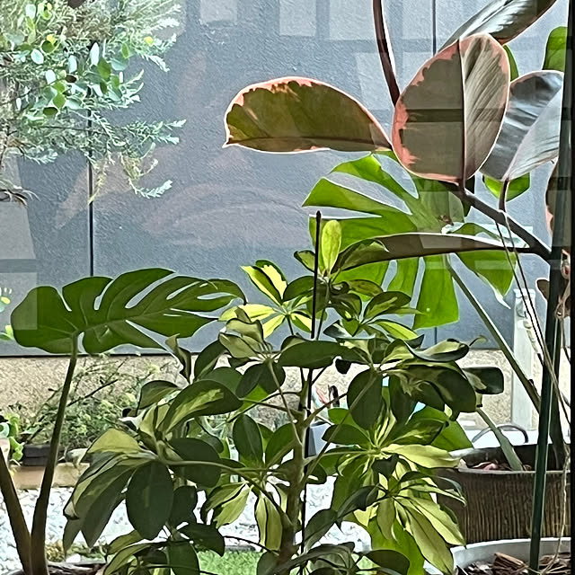 yukaringさんの実例写真