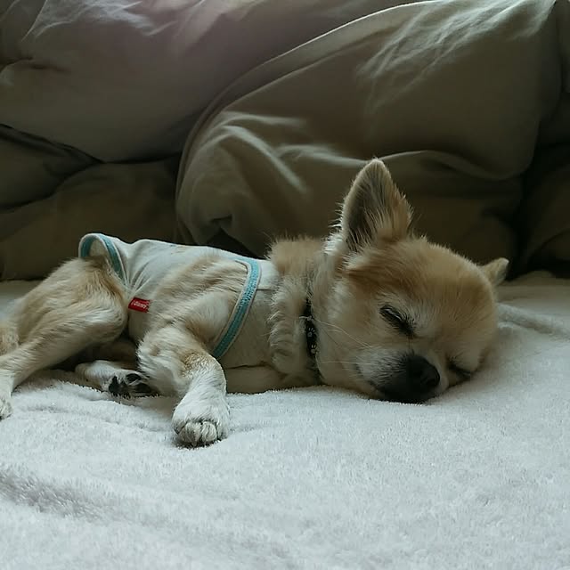 sasukeさんの実例写真