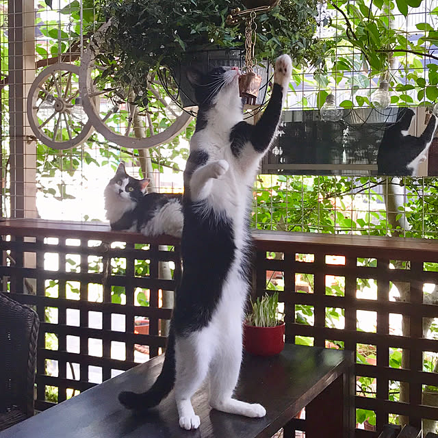 butachanさんの実例写真