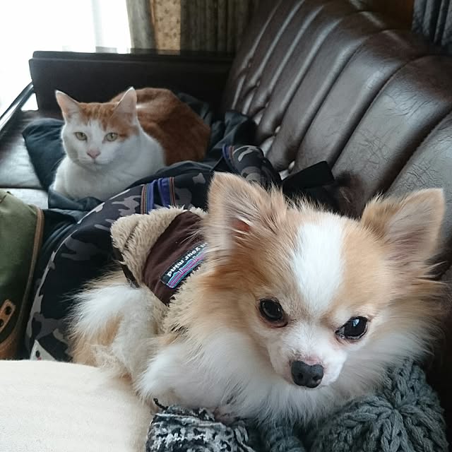 porinさんの実例写真