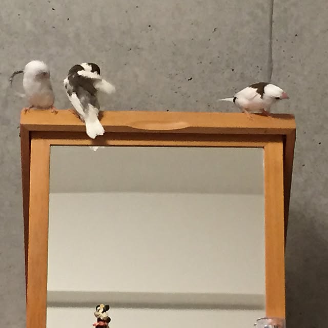 kirizouさんの実例写真