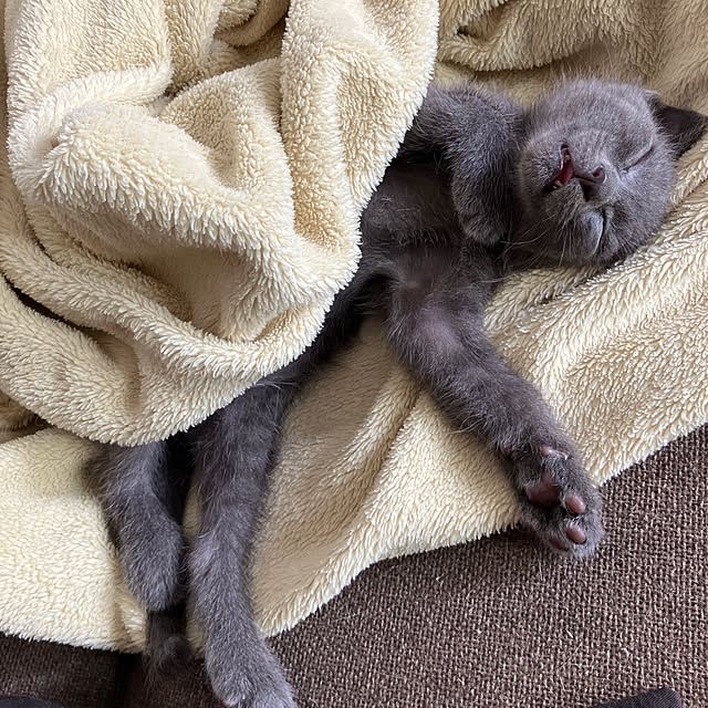 nekoさんの実例写真