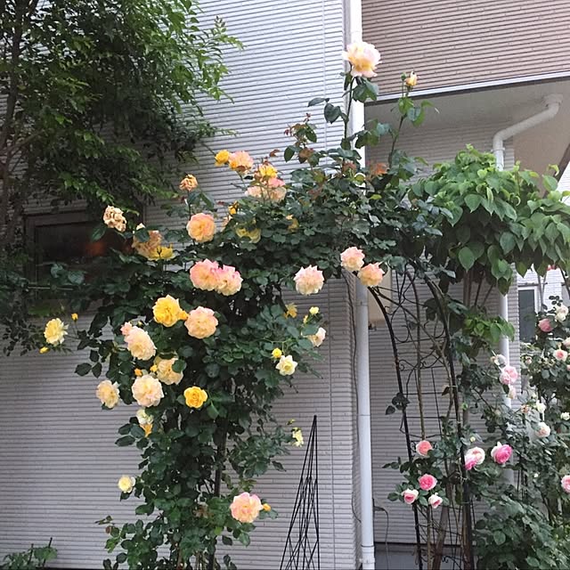 angelrose.yuuさんの実例写真