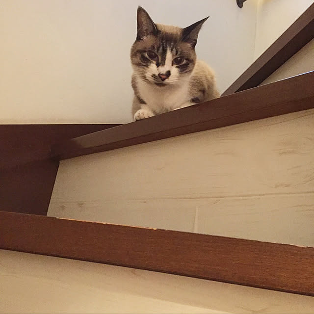 bowbowcoさんの実例写真