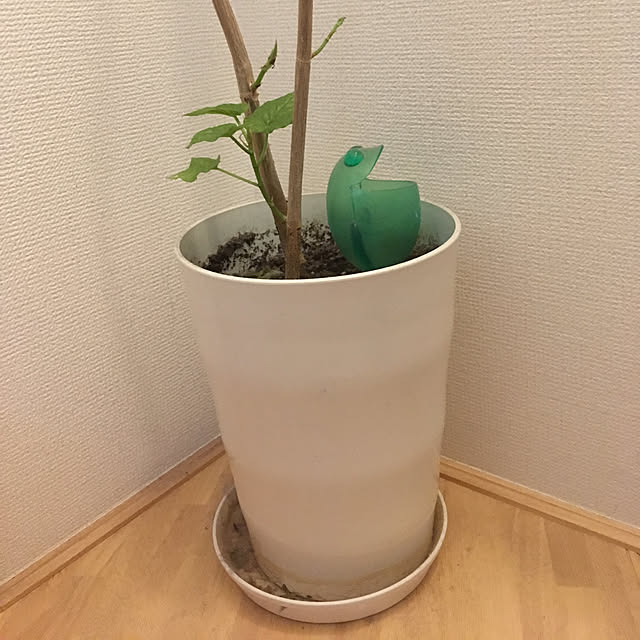 Chiiさんの実例写真