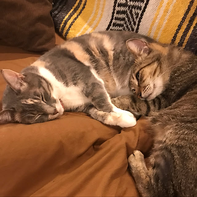 yoshibuさんの実例写真