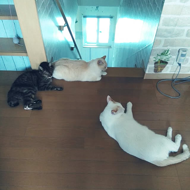 posauruさんの実例写真