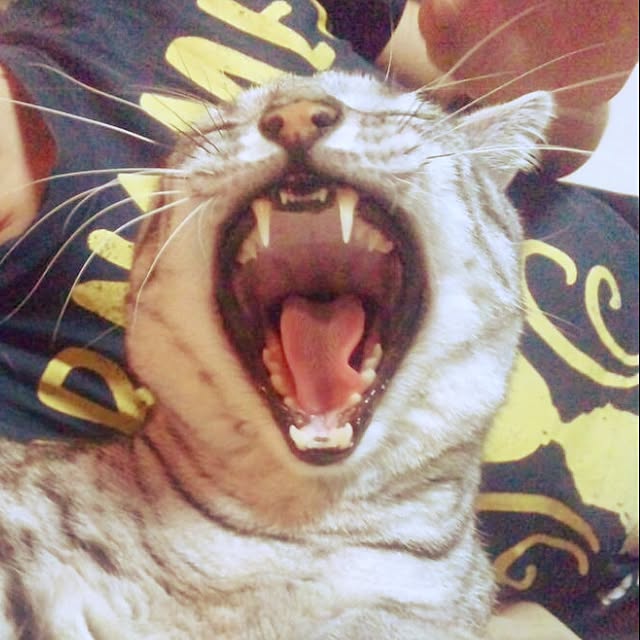 shienaさんの実例写真