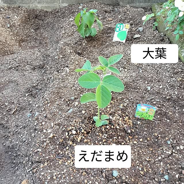 feuileさんの実例写真
