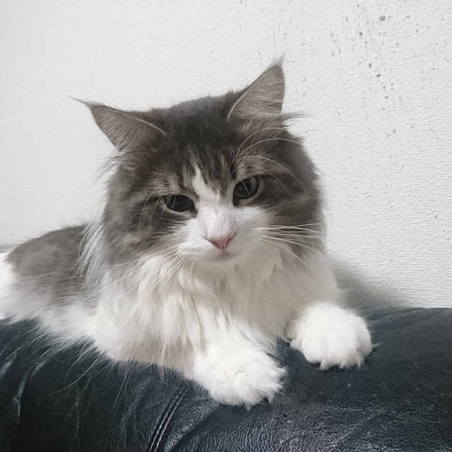 shinobuさんの実例写真