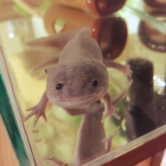 chisさんの実例写真