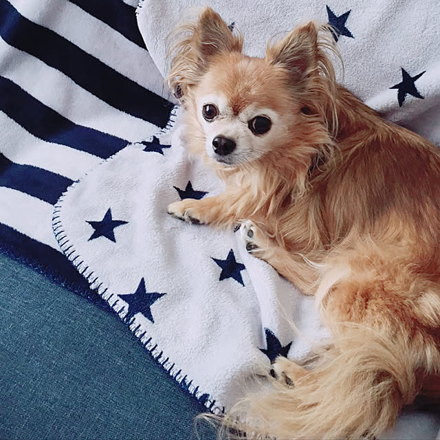 cocoelleさんの実例写真