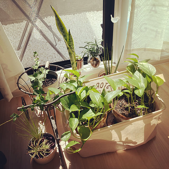Yoshikoppiさんの実例写真