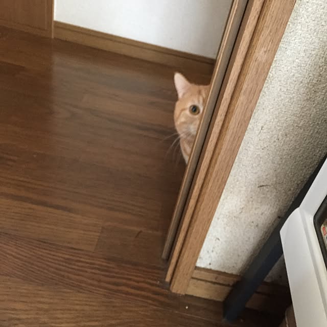 m.kantoh18_mikkoさんの実例写真