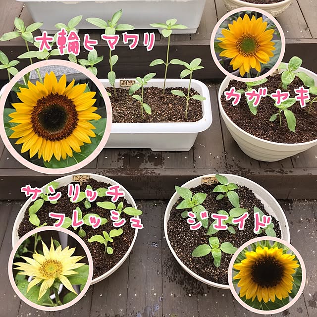 noririnさんの実例写真