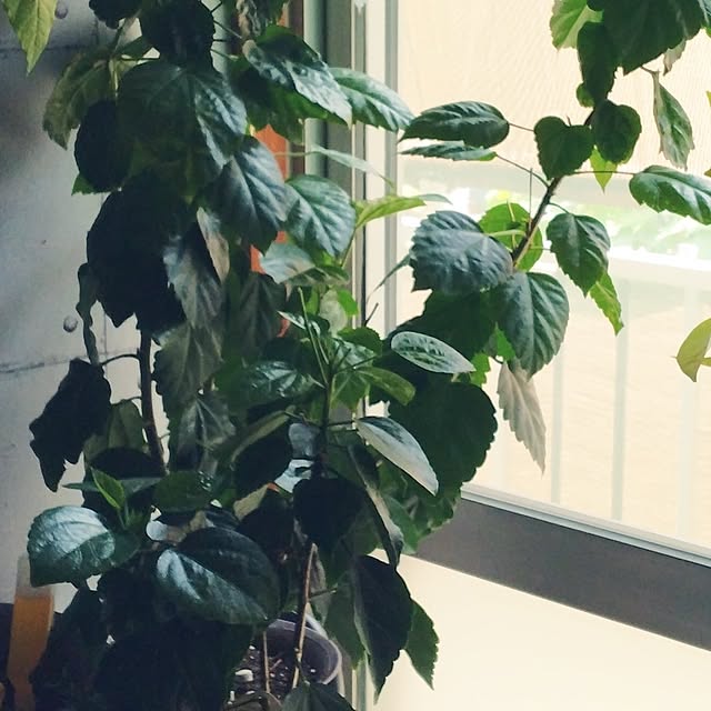 runaさんの部屋