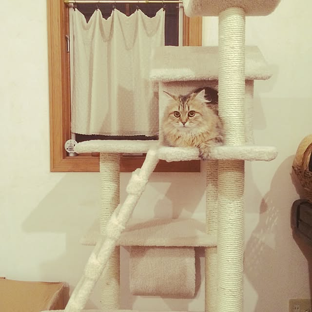 teddyさんの実例写真